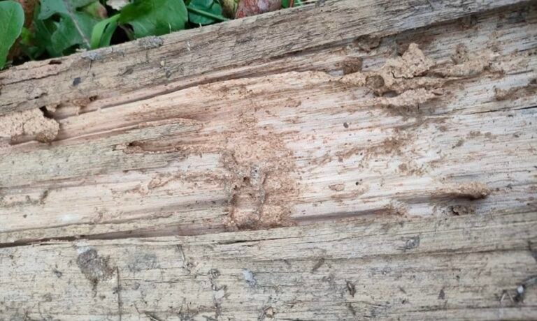 Signs of Termite Infestation